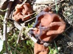 img-20250421-strochok