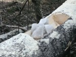 img_20260330_162700_837