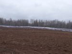 lebed-klikun202403190