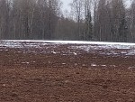 lebed-klikun20240319_1636