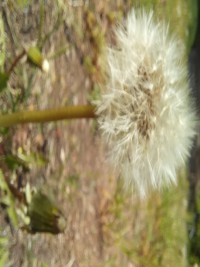 oduvanchik-20240518_14205