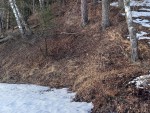 protaliny