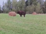 vid-20240823-wa0002-0