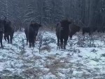 vid-20241125-wa0002-00000