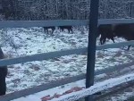 vid-20241125-wa0003-00000