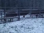 vid-20241125-wa0003-00007