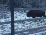 vid-20241125-wa0003-0