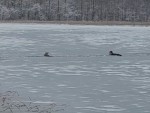 vid-20250202-wa0002-0