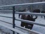 vid-20250203-wa0004-1