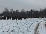 vid-20250213-wa0002-0