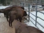 vid-20250213-wa0003-00000
