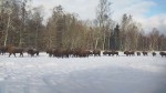 vid-20250215-wa0006-1
