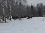 vid-20250220-wa0001-00000