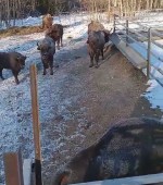 vid-20250224-wa0001-3