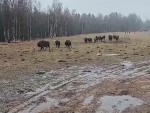 vid-20250306-wa0002-00003