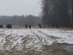 vid-20250306-wa0003-00037