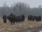 vid-20250306-wa0003-0