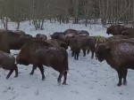 vid-20250317-wa0002-00000