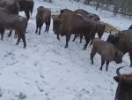 vid-20250317-wa0002-00008