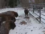 vid-20250317-wa0002-0