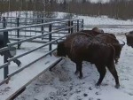 vid-20250317-wa0002-1