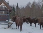 vid-20250317-wa0003-00000