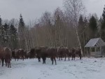 vid-20250317-wa0003-0