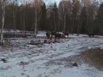 vid-20250317-wa0007-00004