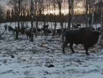 vid-20250318-wa0007-00000