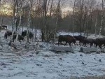 vid-20250318-wa0007-0