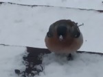 vid-20250407-wa0008-1