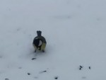 vid-20250407-wa0008-2