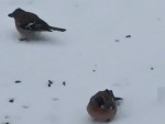 vid-20250407-wa0008-mp4_s