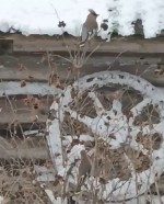 vid-20250407-wa0010-0