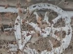 vid-20250407-wa0010-mp4_s