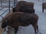 vid-20250409-wa0019-0
