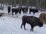 vid-20250409-wa0019-2