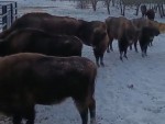 vid-20250409-wa0019-mp4_s