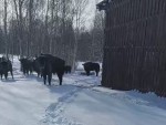 vid-20250411-wa0003-00000