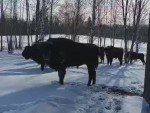 vid-20250411-wa0003-0