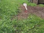 vid-20250608-wa0001-00014