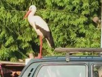 vid-20250626-wa0001-0