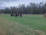 vid-20251006-wa0001-00000