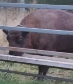 vid-20251006-wa0002-00000