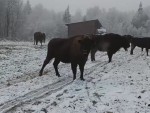 vid-20251124-wa0003-0