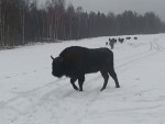 vid-20251127-wa0003-00000