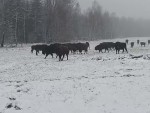 vid-20251210-wa0000-00010
