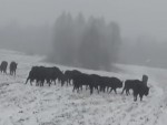 vid-20251210-wa0001-00042