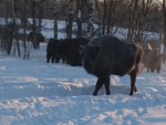 vid_20260205_132454_2