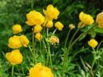 xborhepvg80